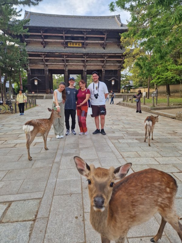 Japan, Nara jeleni